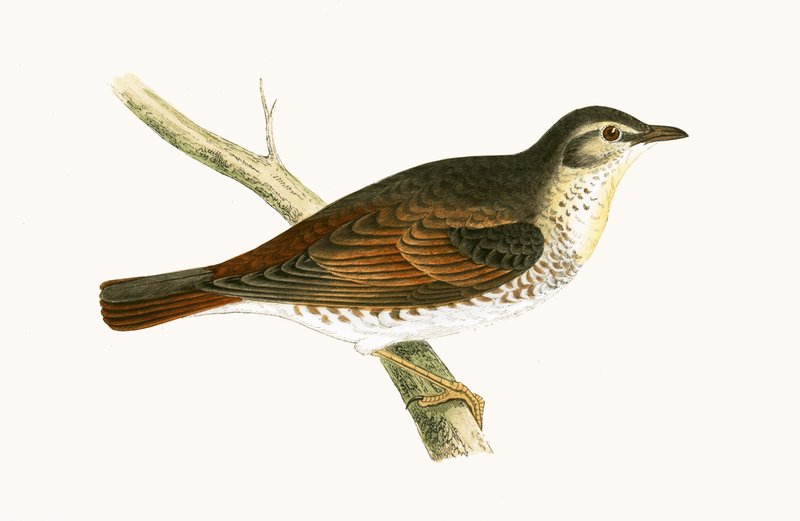 Naumann&39;s Thrush, ilustração de "Uma História das Aves da Europa Não Observadas nas Ilhas Britânicas", de Charles Robert Bree (1811-1886), publicada em 1867 de English School
