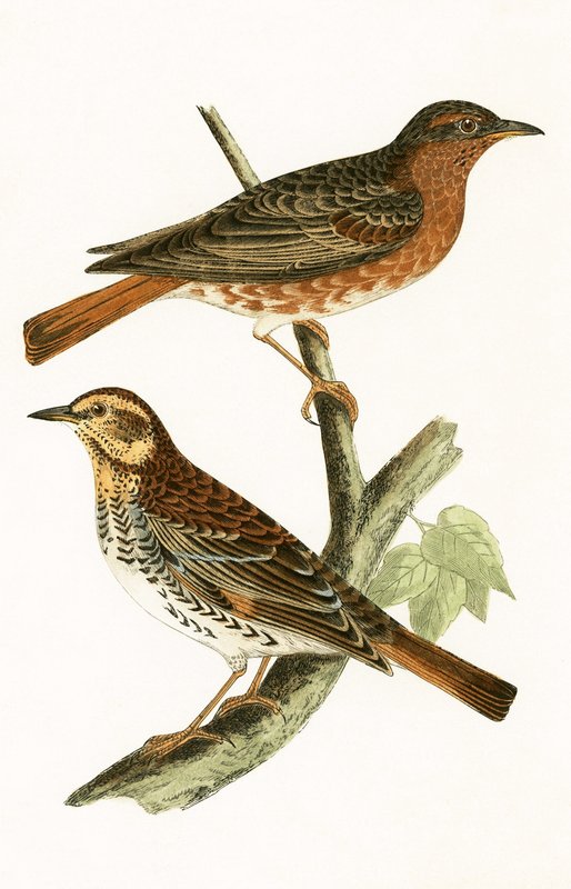 Naumann&39;s Thrush, ilustração de "Uma História das Aves da Europa Não Observadas nas Ilhas Britânicas", de Charles Robert Bree (1811-1886), publicada em 1867 de English School