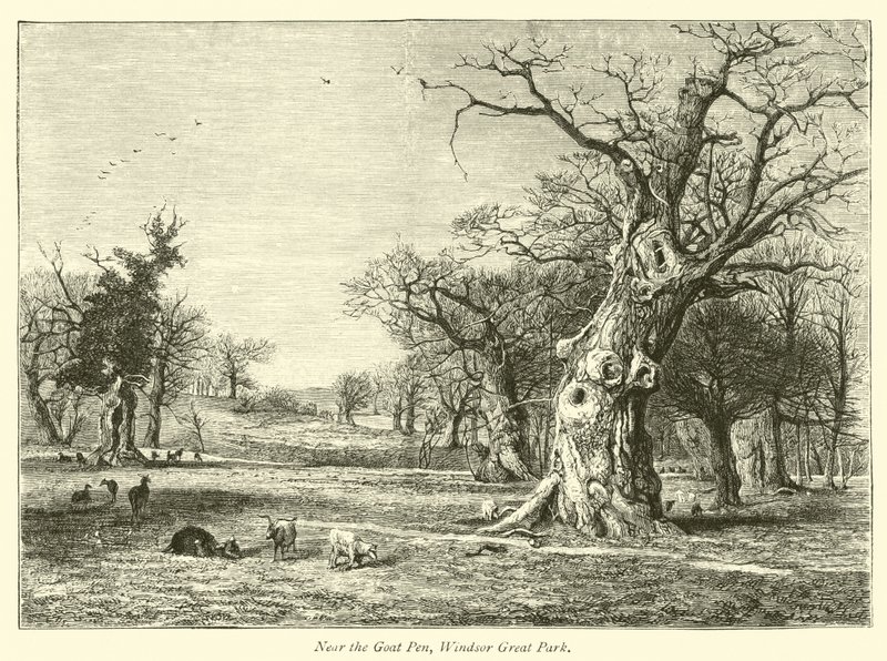 Perto da cabra da cabra, Windsor Great Park de English School