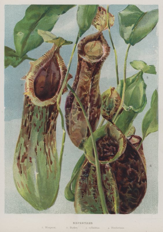 Nepenthes de English School