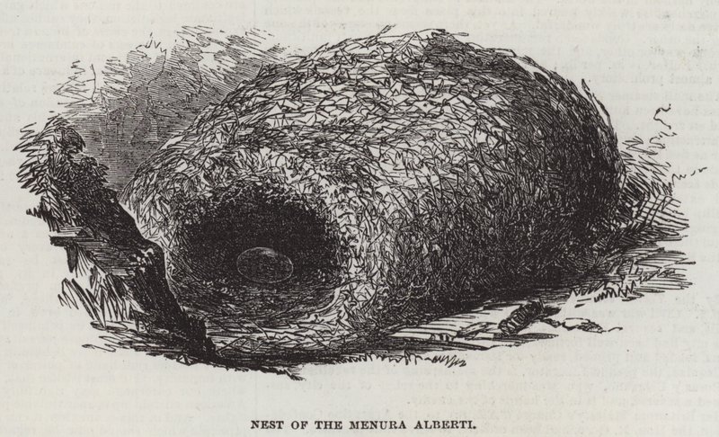 Ninho da Menura Alberti (gravura) de English School