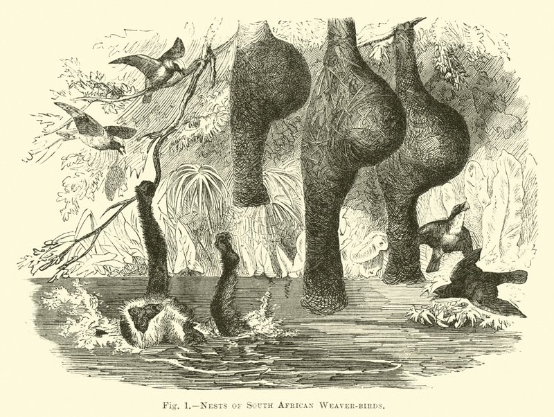 Ninhos de pássaros tecelões da África do Sul de English School