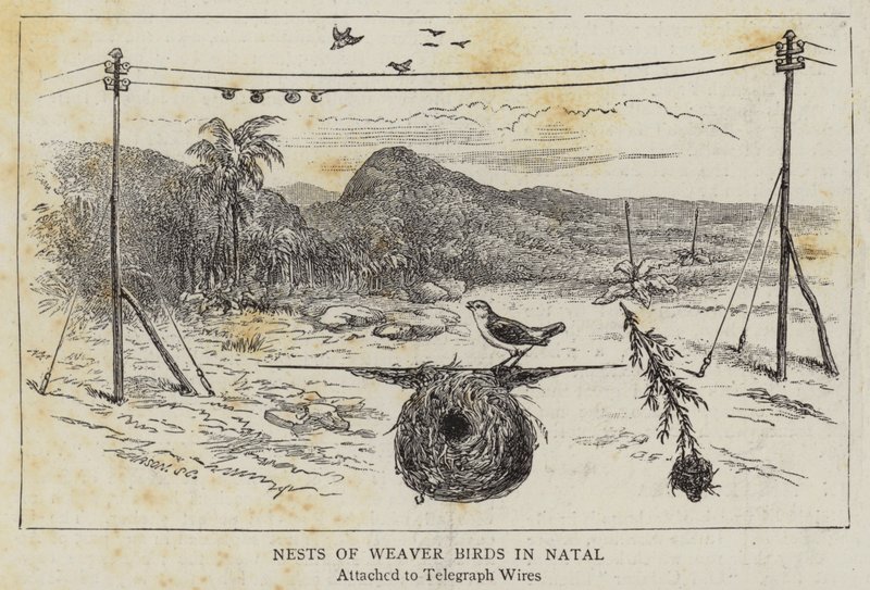 Ninhos de aves tecelãs em Natal (gravura) de English School