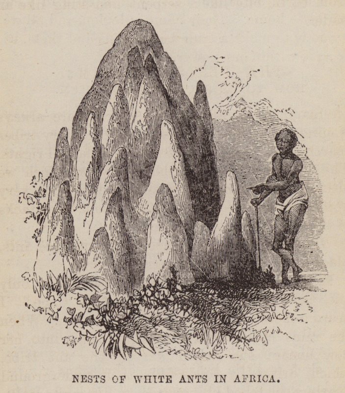 Ninhos de formigas brancas na África (gravura) de English School