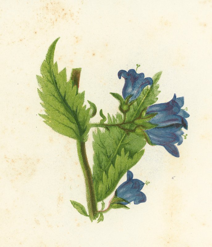 Bell-flor de folhas de urtiga, Campanula Trachelium de English School