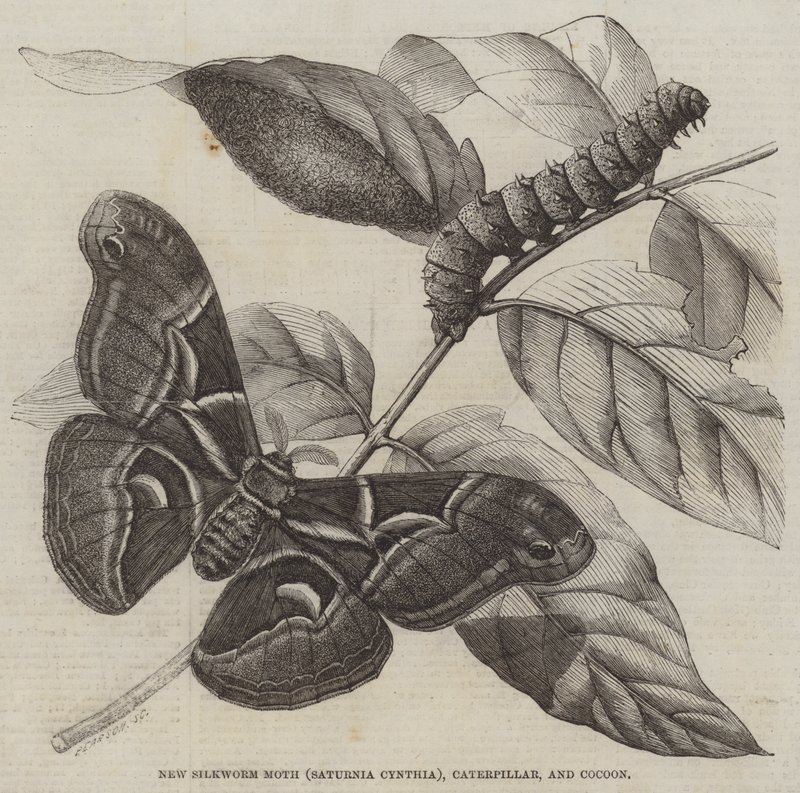Nova Traça da Seda (Saturnia Cynthia), Lagarta, e Casulo (gravura) de English School