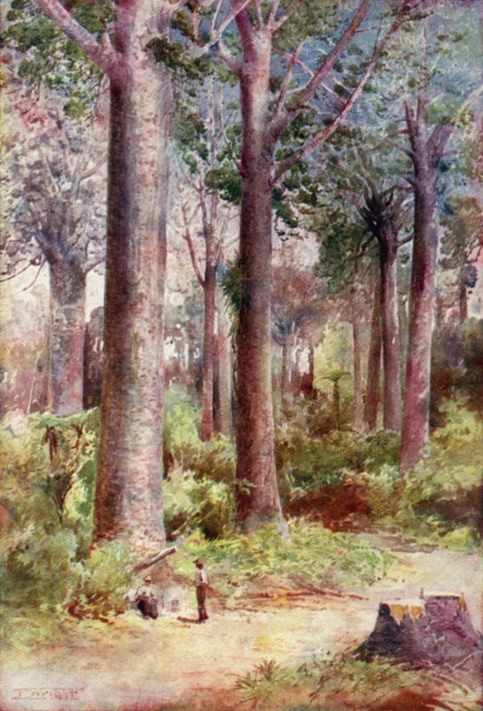 Nova Zelândia: Kauri (litografia a cores) de English School