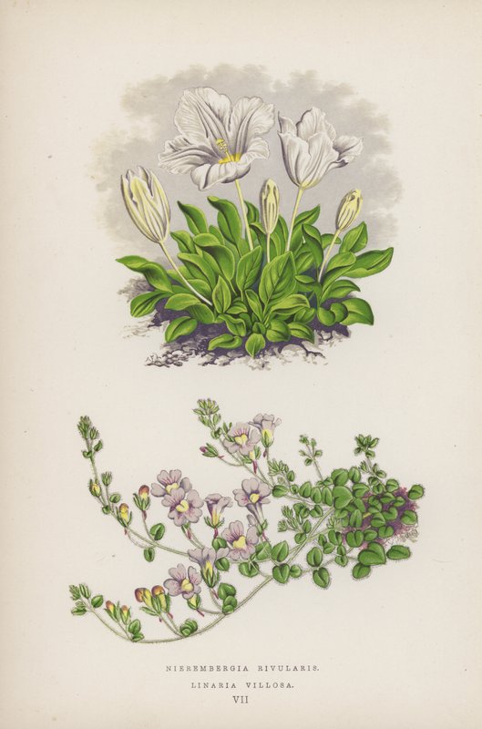 Nierembergia Rivularis; Linaria Villosa (litografia a cores) de English School
