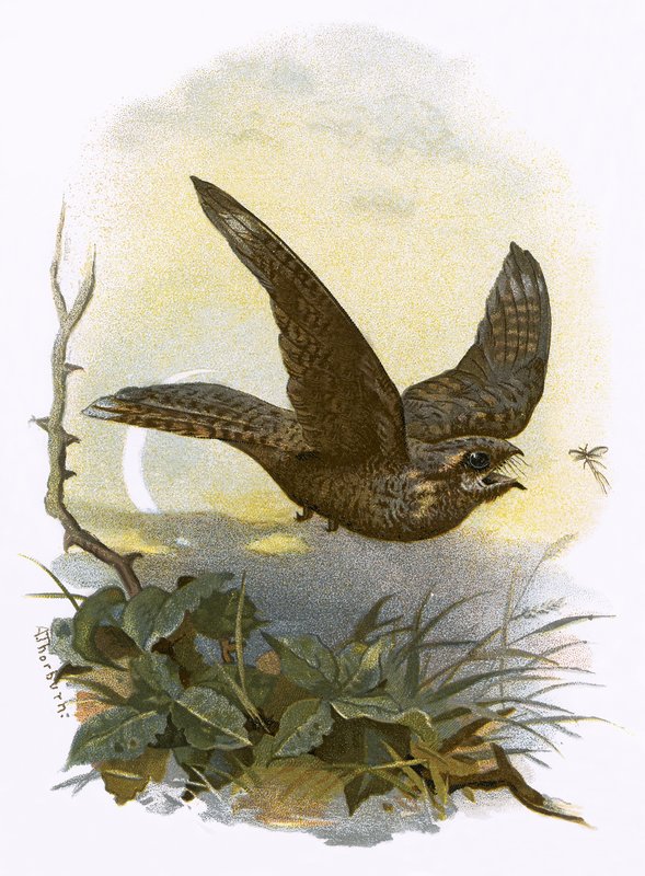 Nightjar de English School