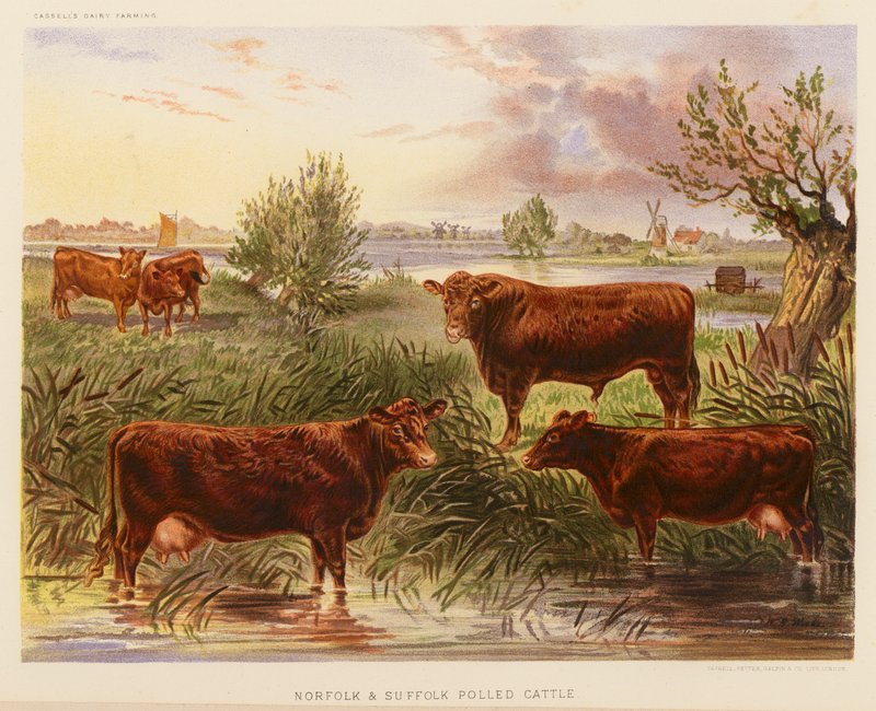 Gado polaco de Norfolk e Suffolk (litografia a cores) de English School