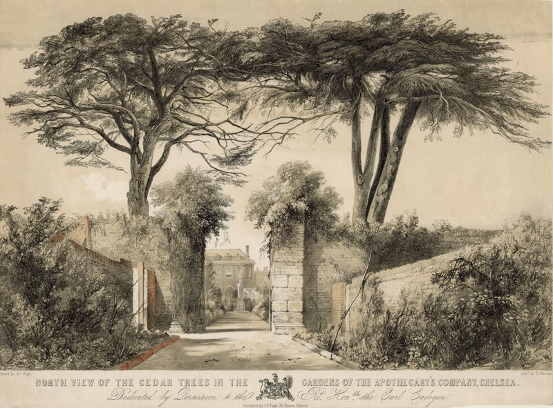 Vista norte das árvores de cedro nos jardins da empresa Apothecarys, Chelsea, Londres de English School