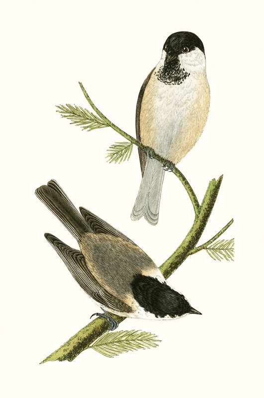 Teta do Norte, ilustração de "Uma História das Aves da Europa Não Observadas nas Ilhas Britânicas", de Charles Robert Bree (1811-1886), publicada em 1867 de English School