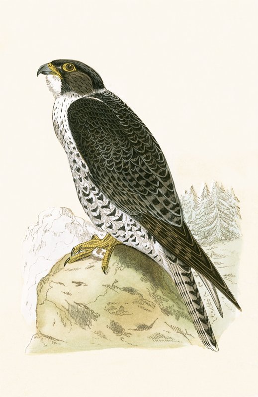 Norueguês Jer-Falcon, ilustração de &39;Uma história das aves da Europa não observada nas ilhas britânicas&39; por Charles Robert Bree (1811-1886), publicado em 1867 de English School