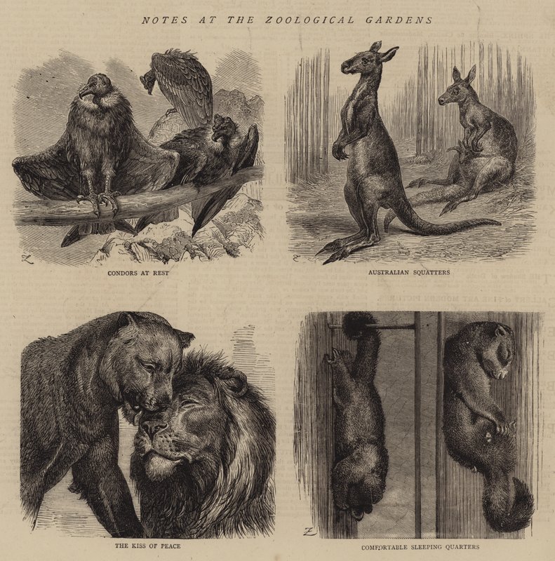 Notas no Jardim Zoológico (gravura) de English School