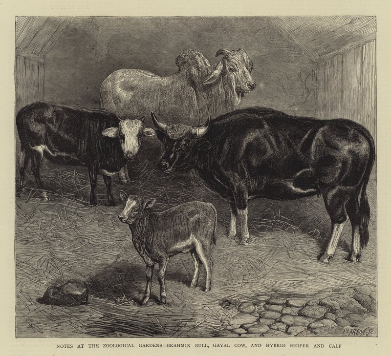 Notas no Jardim Zoológico, Brahmin Bull, Gayal Cow, e Hybrid Heifer and Calf (gravura) de English School