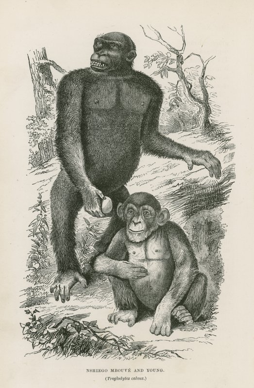 Nshiego Mbouve e Young, Troglodytes Calvu de English School