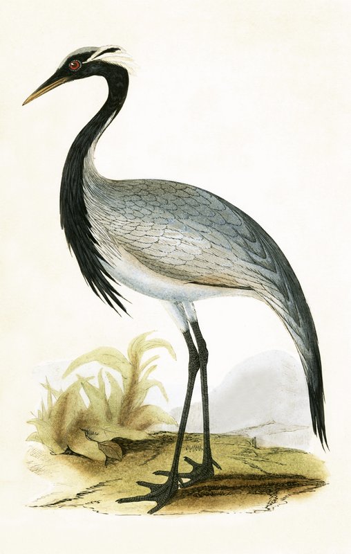 Numidian Crane, ilustração de "Uma História das Aves da Europa Não Observadas nas Ilhas Britânicas", de Charles Robert Bree (1811-1886), publicada em 1867 de English School