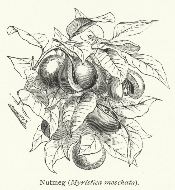 Noz-moscada (Myristica moschata) (gravura) de English School