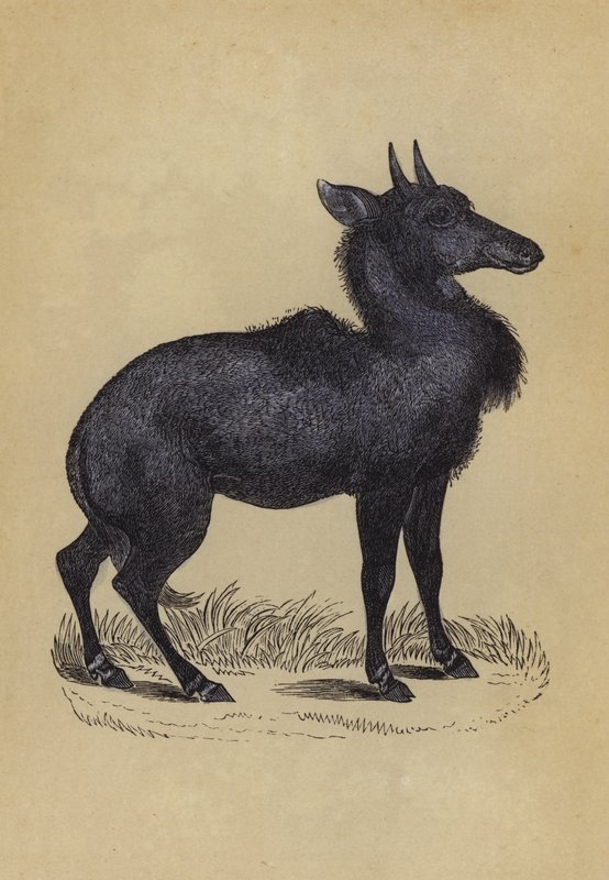 Nylghau (cor litho) de English School