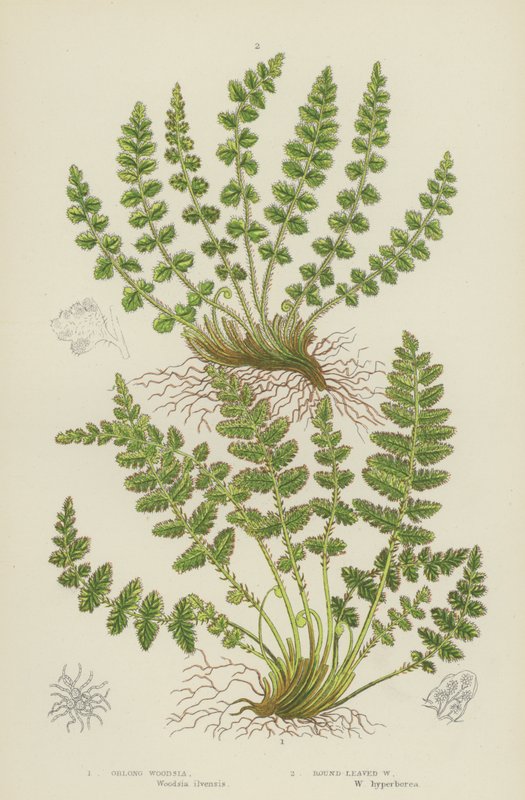 Woodsia oblonga, Woodsia de folhas redondas (litografia a cores) de English School