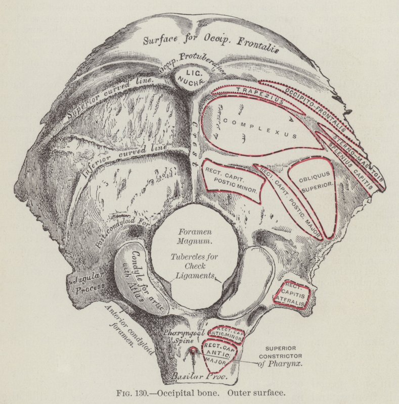 Osso occipital, superfície exterior (gravura) de English School