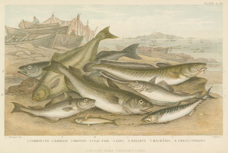 Peixe do mar (gravura colorida) de English School