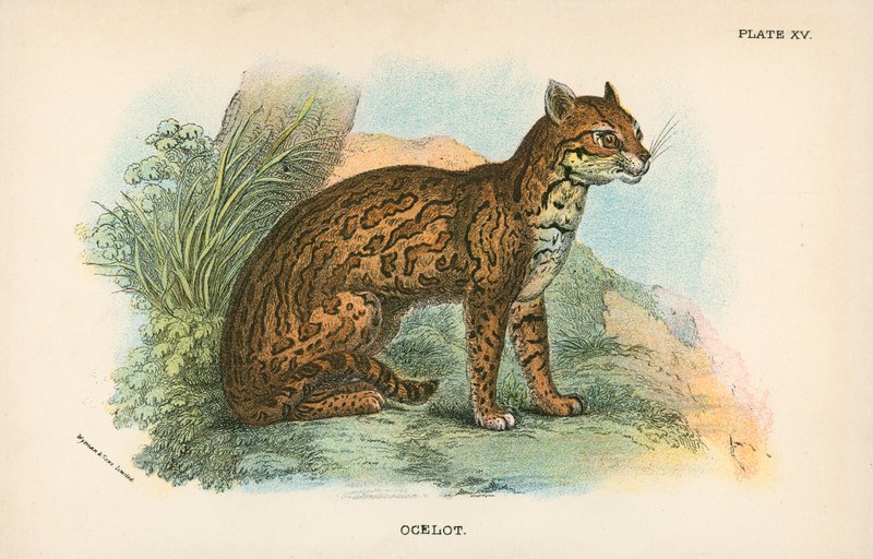 Ocelot de English School