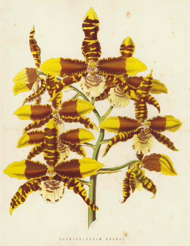 Odontoglossum Grande de English School