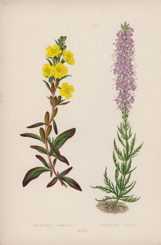 Oenothera Pumila; Veronica Incisa (litografia a cores) de English School