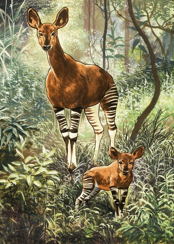 Okapis do Congo de English School