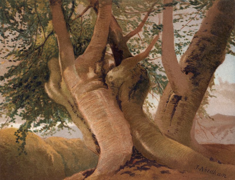 Velhos troncos de faia em Burnham Wood (lito colorido) de English School
