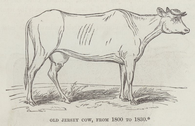 Velha vaca de Jersey, de 1800 a 1830 (gravura) de English School