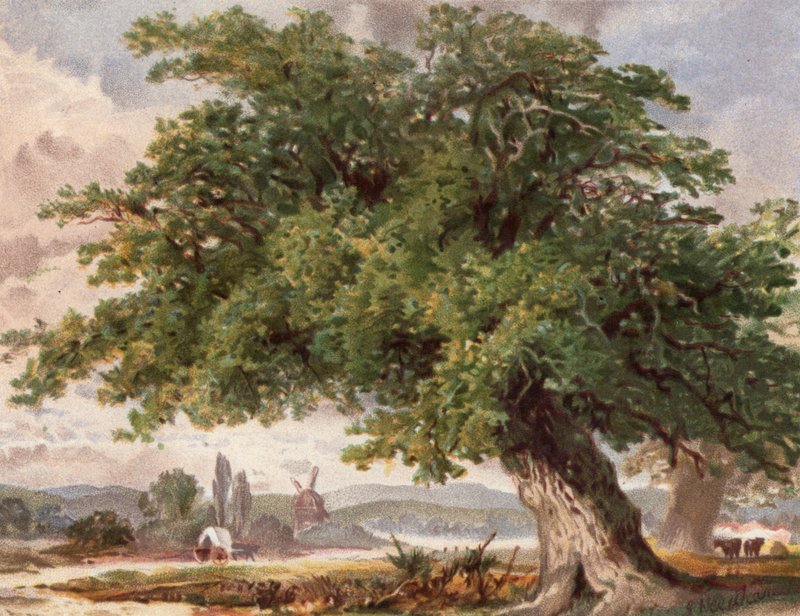 Old Oak by the Wayside, Surrey (lito colorido) de English School