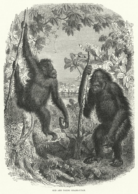 Orang-Utan velho e jovem (gravura) de English School