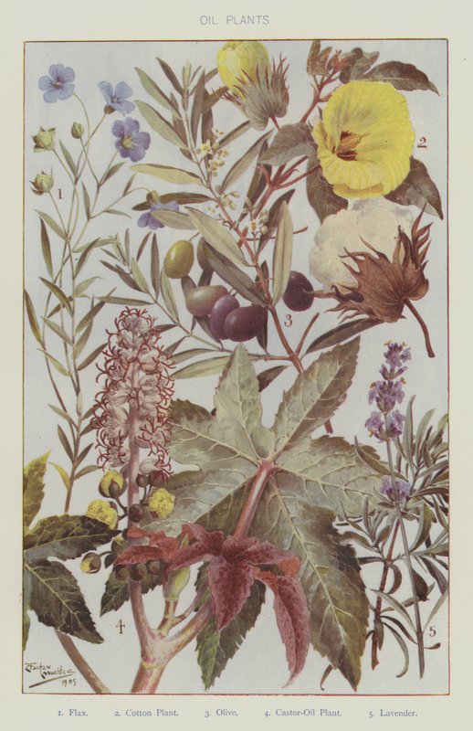Plantas de Oli (cor litho) de English School