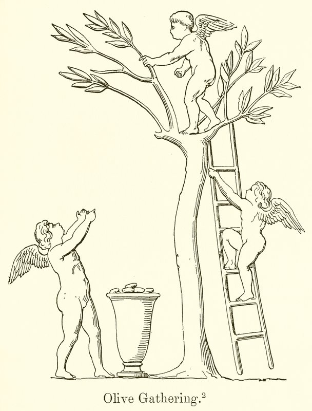 Coleta de azeitona de English School