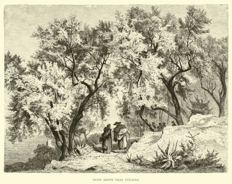 Olive Grove perto de Venafro de English School