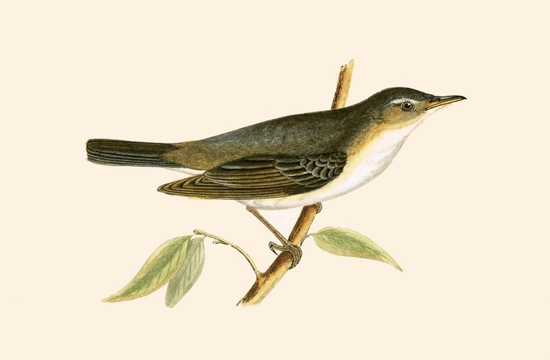 Toutinegra da oliveira, ilustração de "uma história dos pássaros de Europa não observada nas ilhas britânicas" por Charles Robert Bree (1811-86), publicada 1867 de English School