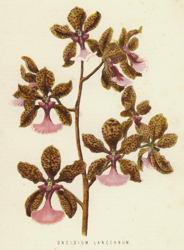 Oncidium Lanceanum (cromólito) de English School