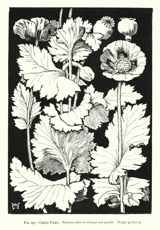 Papoila de ópio; Flores de branco a carmesim e púrpura; Altura 30 polegadas (gravação) de English School