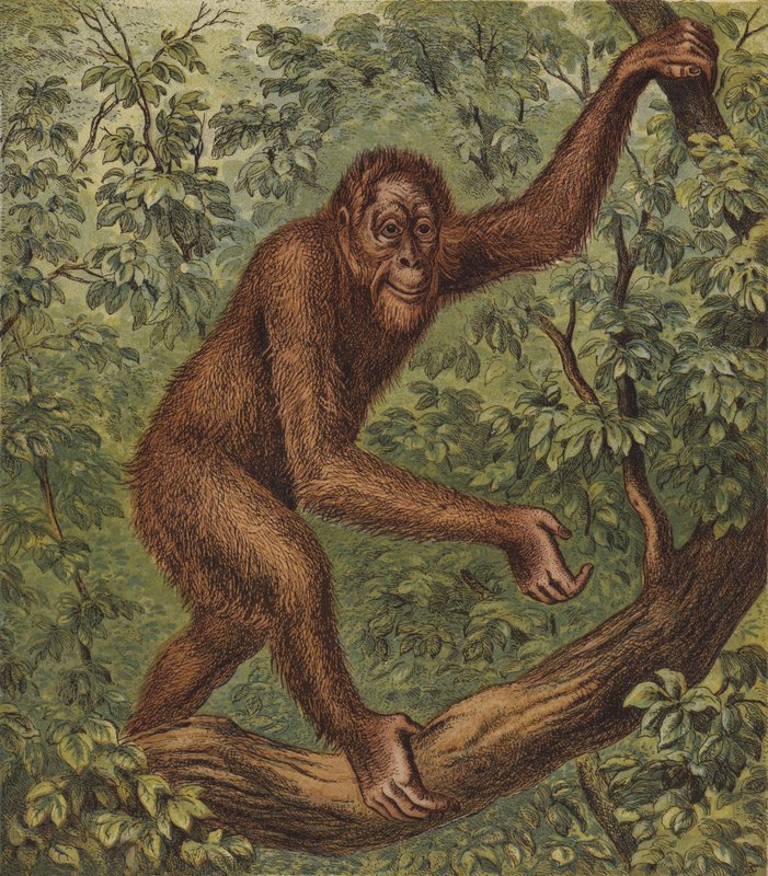Orang-Outang (litografia a cores) de English School