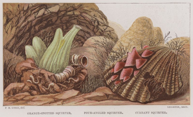 Esguicho com manchas laranjas, Esguicho de quatro pontas, Esguicho de groselha (cor litho) de English School