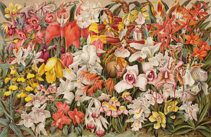 Orquidário (chromolitho) de English School