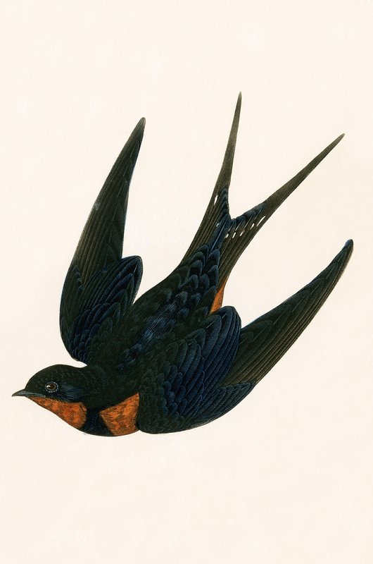 Chaminé Oriental Andorinha, ilustração de "Uma História das Aves da Europa Não Observadas nas Ilhas Britânicas", de Charles Robert Bree (1811-1886), publicada em 1867 de English School
