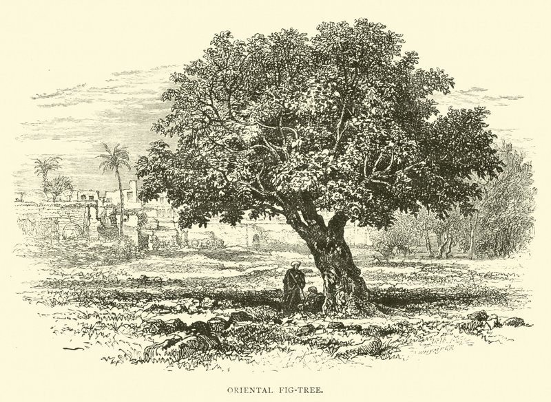 Árvore de figo oriental de English School