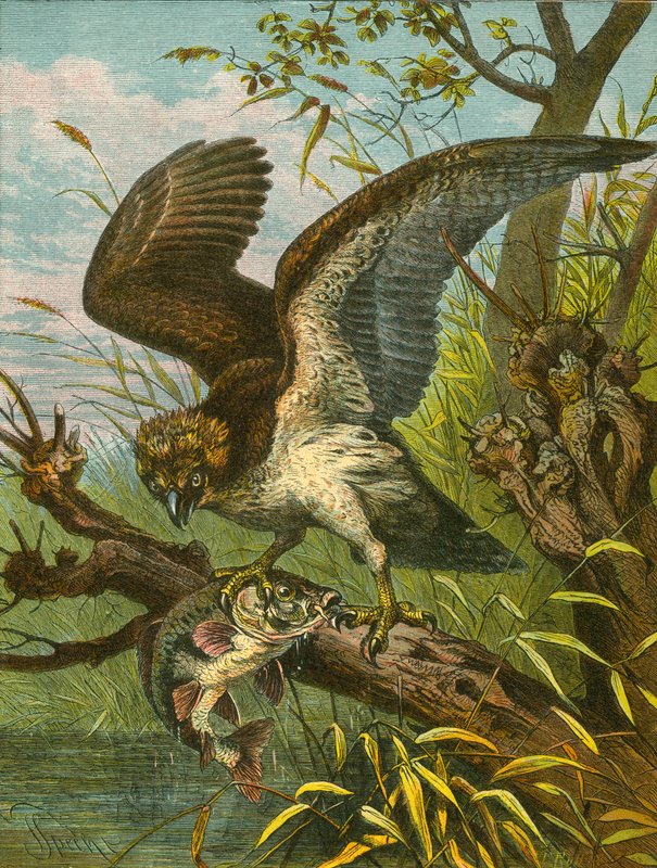Águia-pescadora ou falcão de pesca de English School