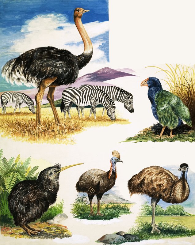 Avestruz, Kiwi, Cassowary, Emu e Takahe de English School