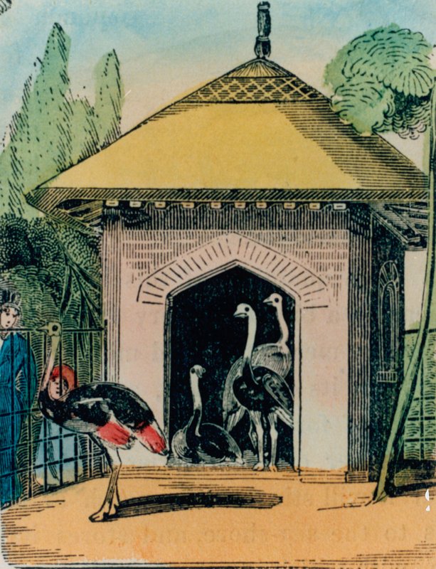 Casa de avestruz e ema no zoológico de Londres. 1840s de English School