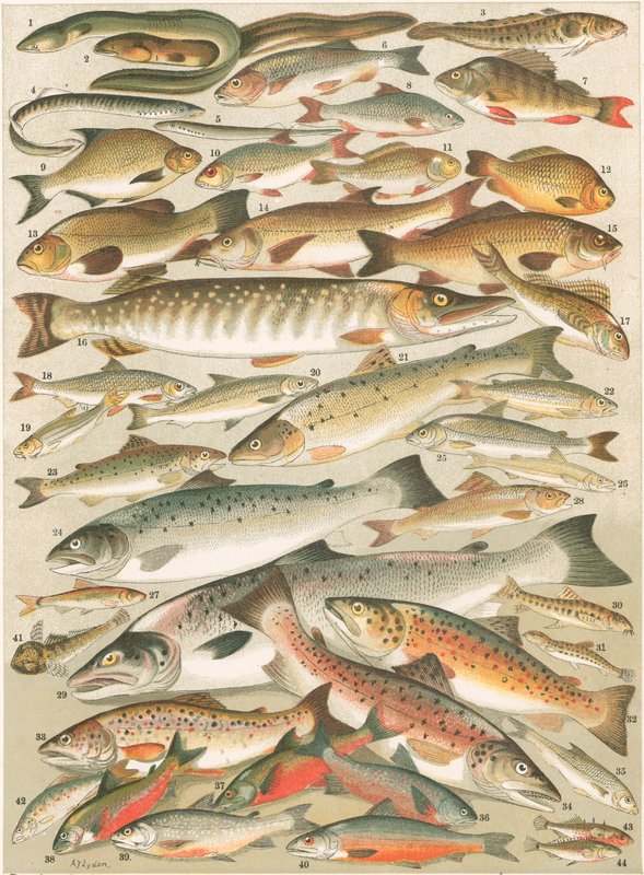 Nosso peixe de água doce britânica de English School