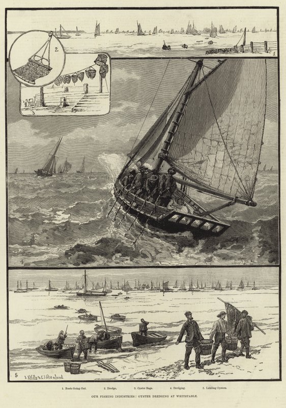 Nossas Indústrias de Pesca: Oyster Dredging at Whitstable de English School